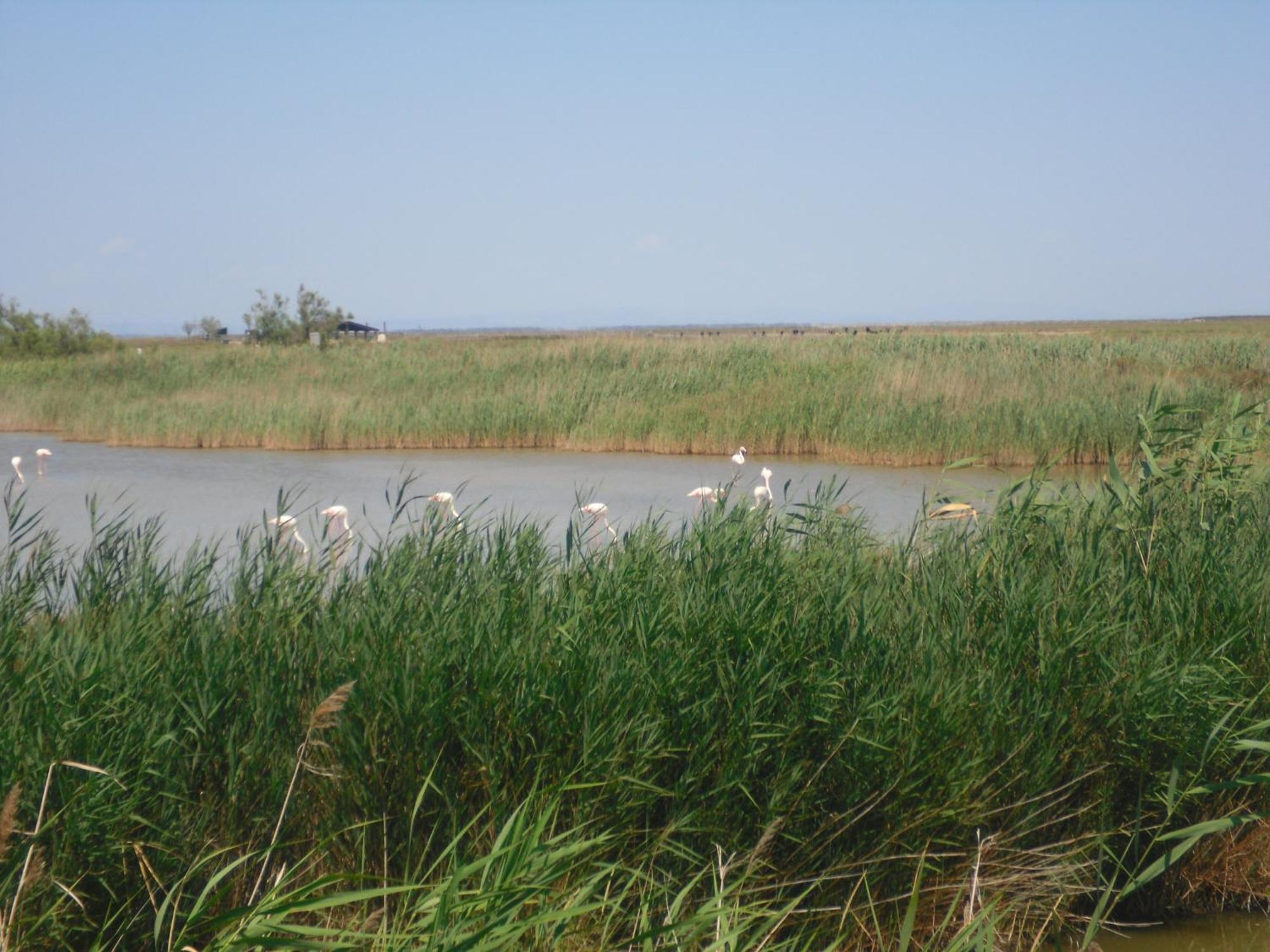 Chambre Les Flamants, Avec Vue Imprenable Sur Les Etangs, Les Oiseaux, La Nature, Petit Dejeuner Compris Сент-Марі-де-ла-Мер Екстер'єр фото